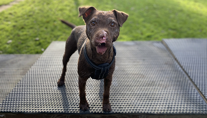 Sid will have lifetime scars from badger baiting