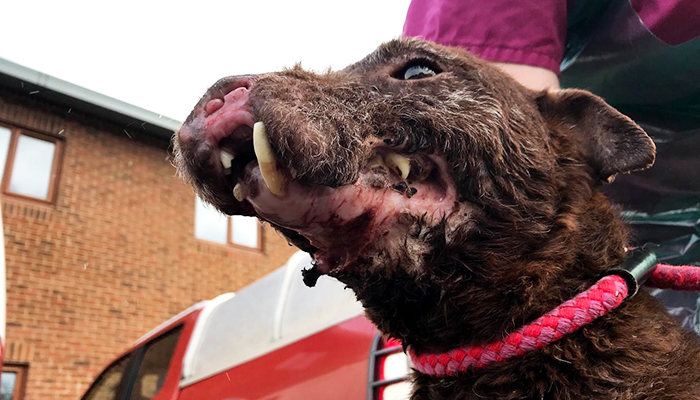Sid had his bottom lip ripped from badger baiting © RSPCA