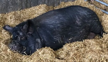 Florence the pig © RSPCA