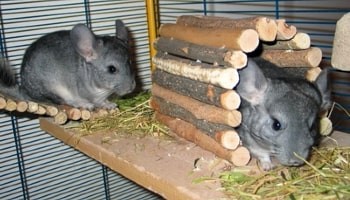 two chinchillas in a cage © RSPCA