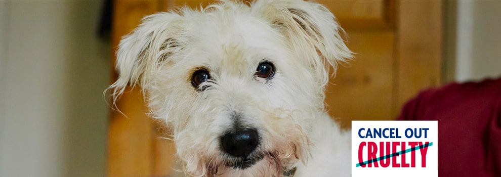 Take Action Petition | RSPCA Take Action Petition | RSPCA