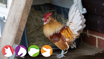 General Cluckingham the cockerel © RSPCA