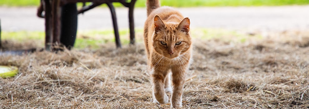 An outdoor ginger cat living on a farm © RSPCA