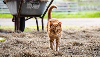 An outdoor ginger cat living on a farm