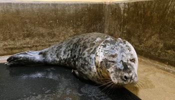 Gnocchi seal healing from bin bag neck injury © RSPCA