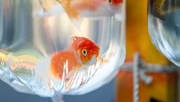 Goldfish in a plastic pag