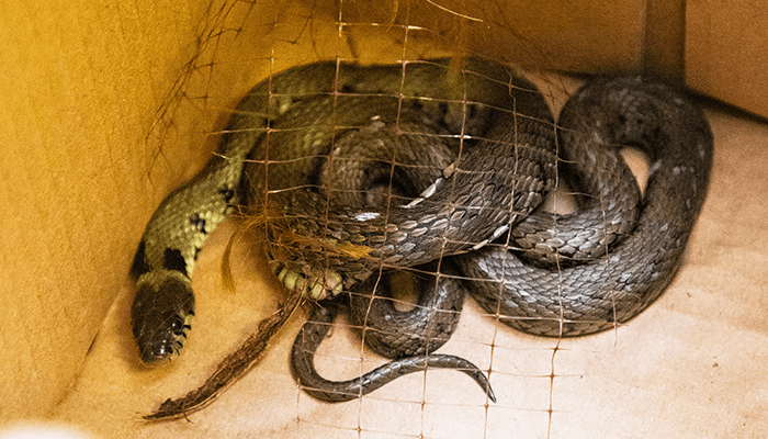 Grass snakes are usually an olive green colour © RSPCA
