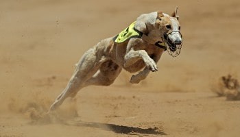 greyhound racing around a greyhound track