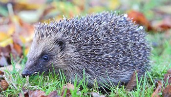 Hedgehog in the garden during autumn © RSPCA