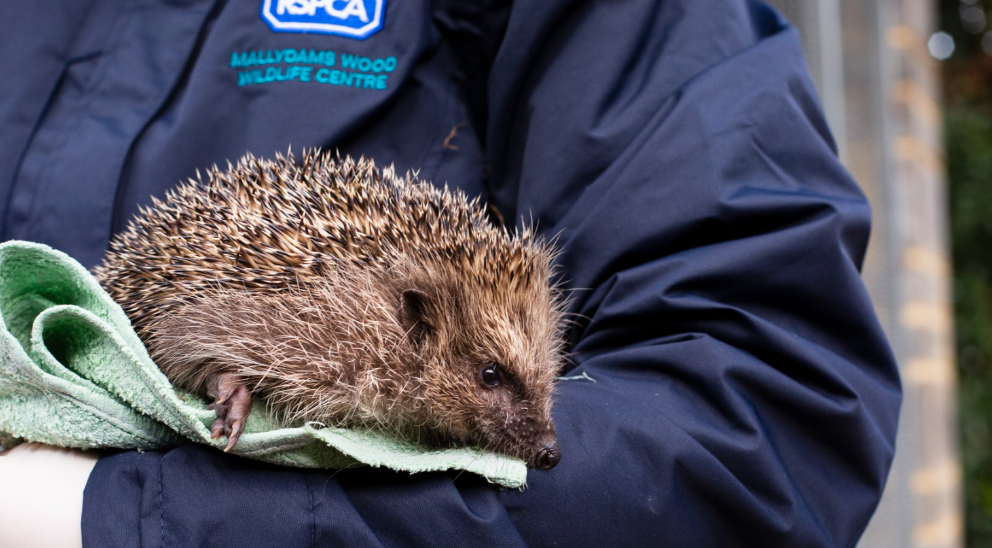 Hedgehog being held by an RSPCA Rescuer