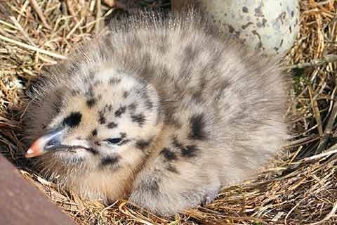 A herring gull chick in a nest with an egg