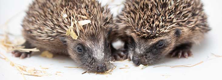 Two hoglets being checked