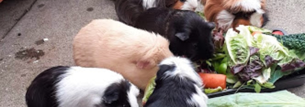 Guinea pigs in our care © RSPCA