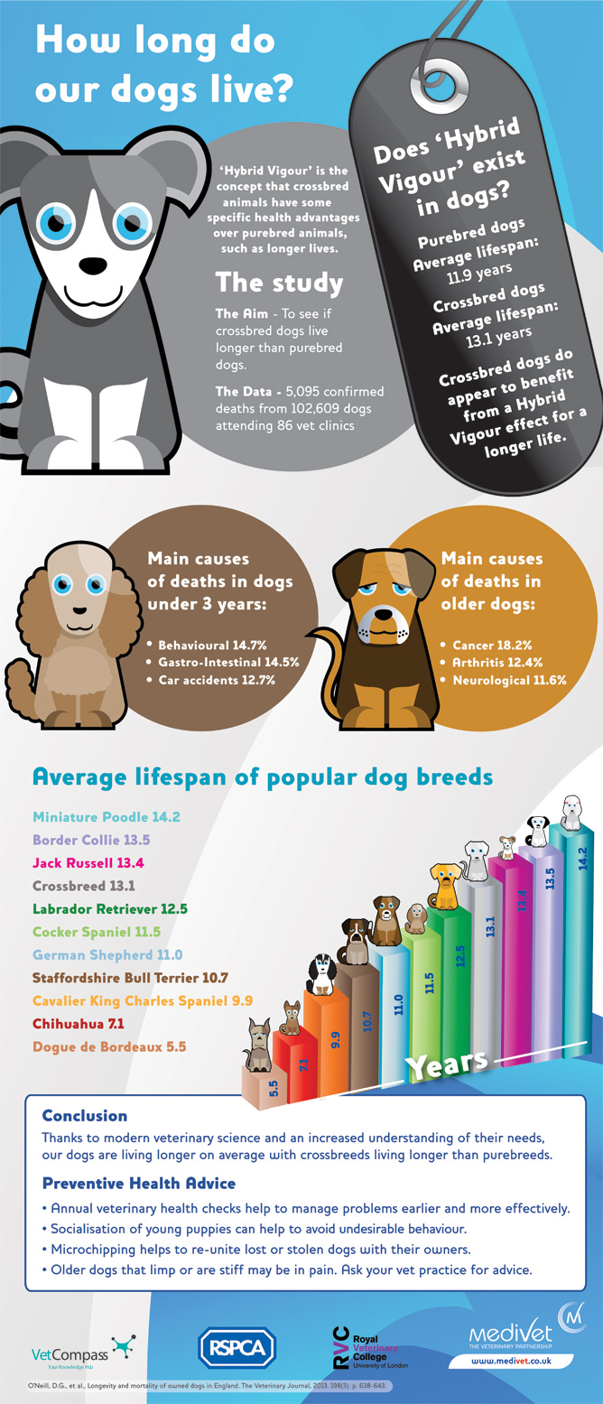 do mix breed dogs live longer