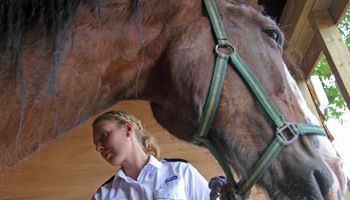 Animal Welfare Act | RSPCA Animal Welfare Act | RSPCA