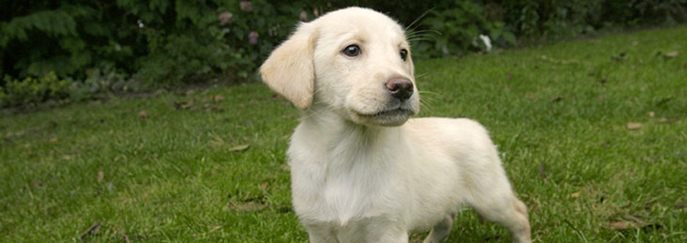 Labrador puppy in a field © RSPCA photolibrary