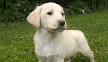labrador outside on grass