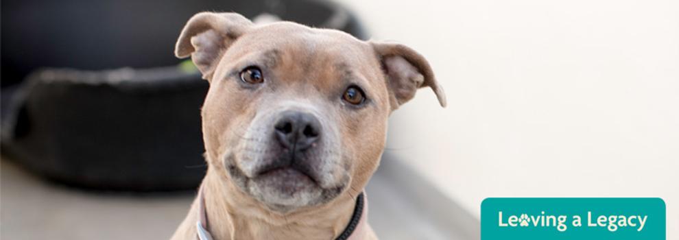 Staffy at RSPCA Rehoming Centre