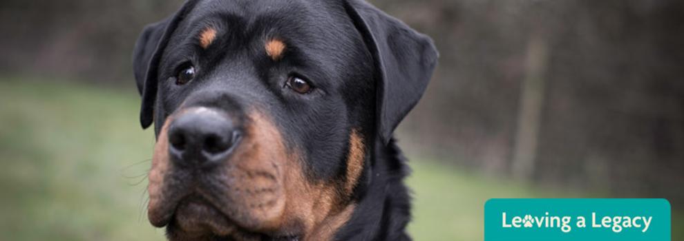 Rottweiler in a field