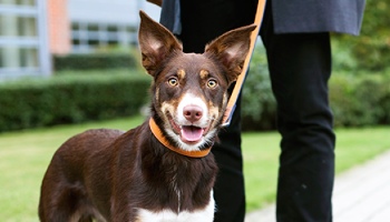 Dog on a lead outside building