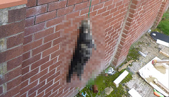 Lucky the cat found hung © RSPCA