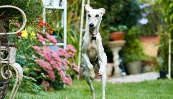 Holly now called Lupin © RSPCA