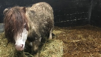 Horse Marley in a stable © RSPCA