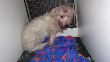 Max after being rescued