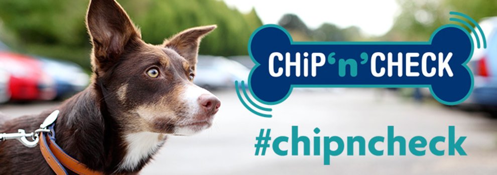 what does it mean if your dog is microchipped