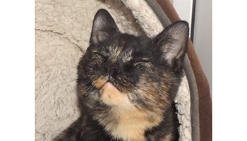 Miracle the rare male tortoiseshell cat © RSPCA