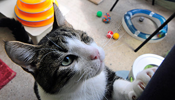Mischief after care © RSPCA