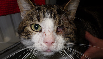 antibiotic eye drops for cats uk