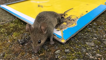 Mouse on glue trap © RSPCA