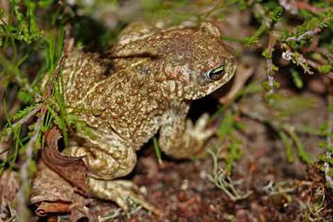 Natterjack toad in the garden
