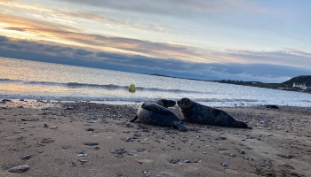 New Year seal release © RSPCA
