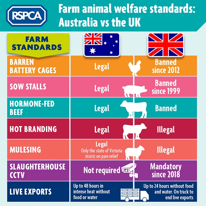 UK vs Australia animal welfare standards © RSPCA