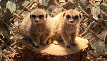 Pair of meerkats