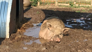Penelope is Peppas mum © RSPCA