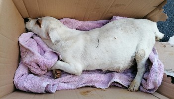 Penny the pregnant Jack Russell