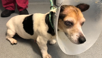 Penny was abandoned at a train station © RSPCA