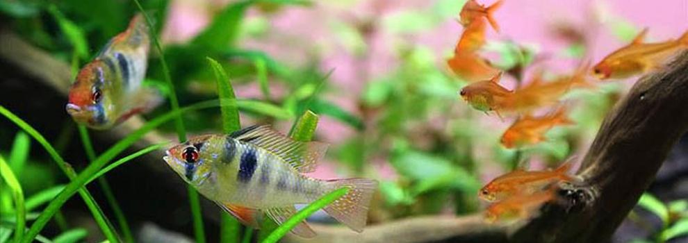 Choosing an Aquarium - Keeping Pet Fish