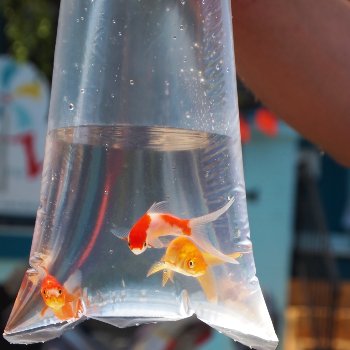 three prize goldfish in a bag © RSPCA