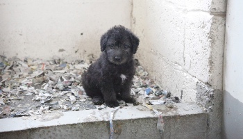 Puppy at a puppy farm