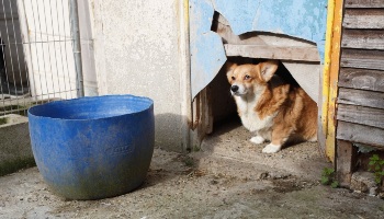 Dog at an illegal puppy dealer