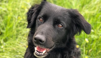 close-up of black collie-cross outdoors © RSPCA