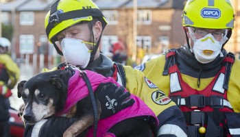 RSPCA Animal Rescuer carrying a dog through flood water