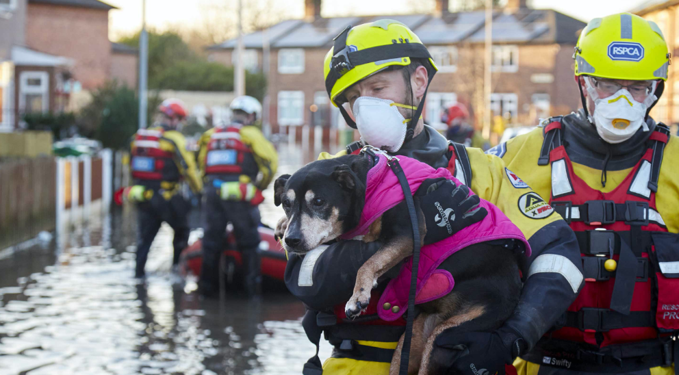 RSPCA Animal Rescuer carrying a dog through flood water