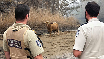 RSPCA NSW inspectors down in the south coast helping animals in need
