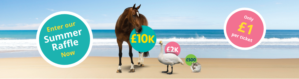 RSPCA charity raffle | RSPCA