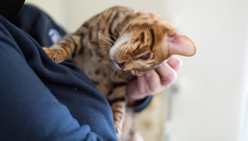 bengal cat being tickled © RSPCA